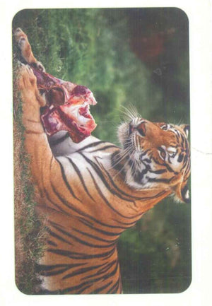 سلسلة بطاقات العلاقات 1: طعام الحيوانات منتجات أطفال | BookBuzz.Store