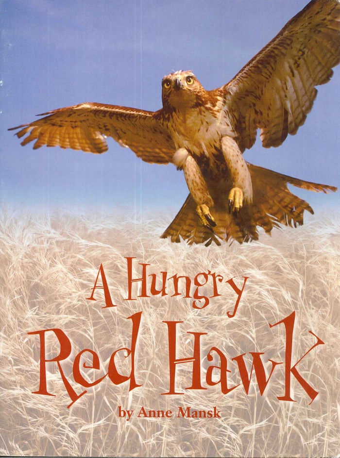 A Hungry Red Hawk